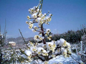 白梅も暖かそうな綿が？